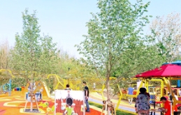 两个欧洲小叶椴应用实例及其八月份的养护要点