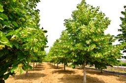 出色的美洲椴园艺品种：‘绿伞’