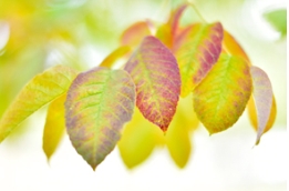 「赏秋专题」你知道秋天的叶子是怎么变色的吗？