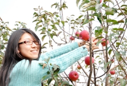 「提问」去多彩草莓视频入口在线观看苹果园摘苹果是怎样一种体验？