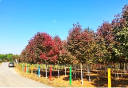 「赏秋专题」“自然油画”—秋紫蜡迎来最佳观赏期！