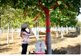 在多彩草莓视频入口在线观看「菩提树王」下品味时光