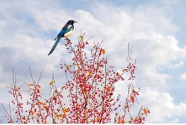 首届多彩草莓视频入口在线观看“我爱秋天”摄影大赛作品投票