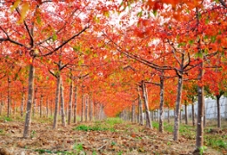秋紫蜡过后，多彩草莓视频入口在线观看还有哪些名树景观值得期待？