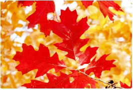 傻傻分不清楚的草莓视频APP污色观看在线红栎和欧洲红栎