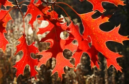 简述草莓视频APP污色观看在线栎树的分组