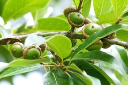 特立独行的木瓦栎