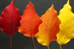 彩叶豆梨：梨花一枝春带雨，回眸一笑百媚生