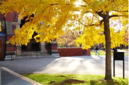 皂荚的园艺升级版：美国无刺皂荚