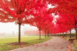 槭树家族再聚首，盘点欧美常见的槭树种类