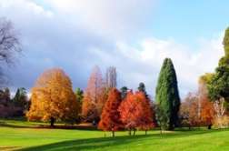 【评述】原冠苗标准的提出，不仅权威，而且科学