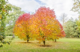 美国秋紫蜡：你是十月中旬的一幅画