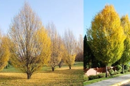 从北京到上海，强势彩叶新品种：欧洲鹅耳枥