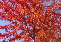 美国红枫有多美，几张动图告诉你！