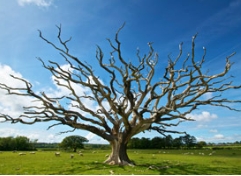 苗木企业要协调好总部与生产基地的关系