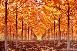 草莓视频入口在线观看种树，一定要知道这树是为谁而种。