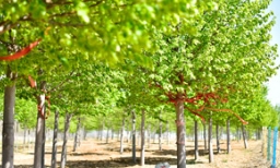 如何提升苗木产品的溢价率