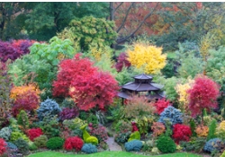 蓝杉的色彩不可或缺也无可替代