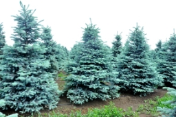 今年蓝杉格外蓝