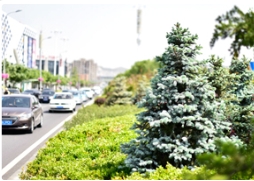 城市中心栽蓝杉！