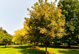 上工程后的红叶复叶槭带给人们更多惊喜