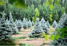 不比不知道，一比吓一跳，青扦和蓝杉的颜色差别居然这么大！