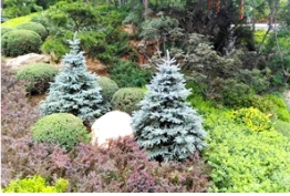 看这所植物园是怎么妙用蓝杉的！