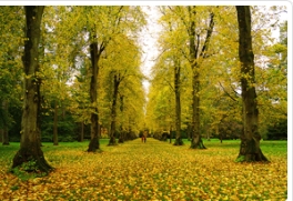 欧洲小叶椴在内蒙古兴安盟