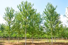 夏季美国红枫叶片变红怎么办