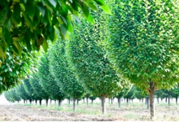 欧洲鹅耳枥‘金字塔’设计素材分享