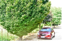 不愧是价值13万元的欧洲鹅耳枥，实在让人大开眼界！