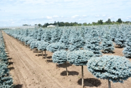 科罗拉多蓝杉都有哪些栽培品种？