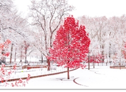 什么树种能在夏冬两季都表现出众？