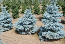 如何确保蓝杉色彩的纯正？