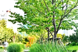 青岛长乐公园用欧洲小叶椴打造别出心裁的园林小景