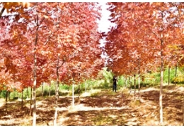 相距1600公里的两座城市，秋季同为一个树种狂欢！