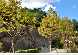 工程上的金桐力，这就开始变色啦！