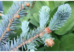 细数科罗拉多蓝杉的六大特点！