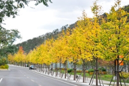 一条金桐力大道，让这里的秋日格外耀眼！