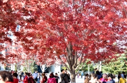 哈工程，一片红枫带红一座城